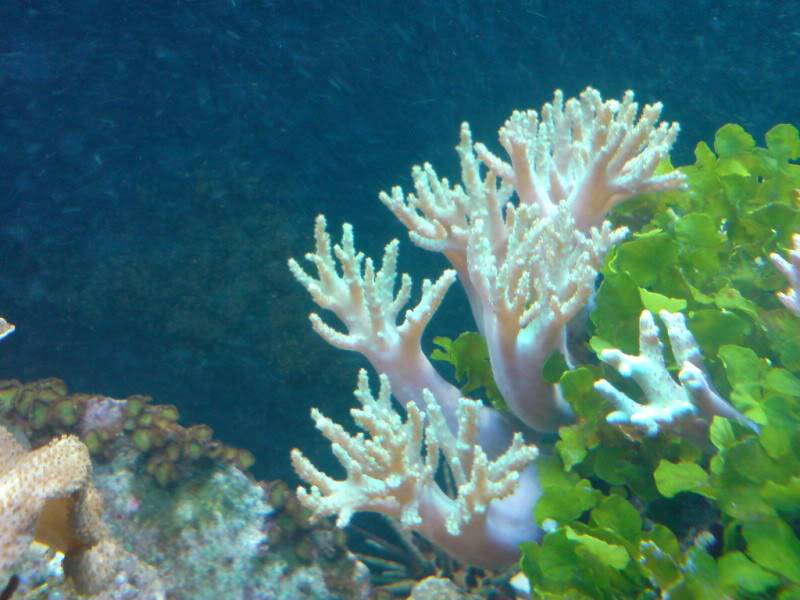 aquarium marin / El acuario marino DSC02551