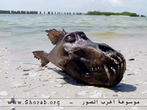 وحوش البحار - Sea Monsters Sea01Monsters