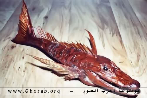 وحوش البحار - Sea Monsters Sea05Monsters