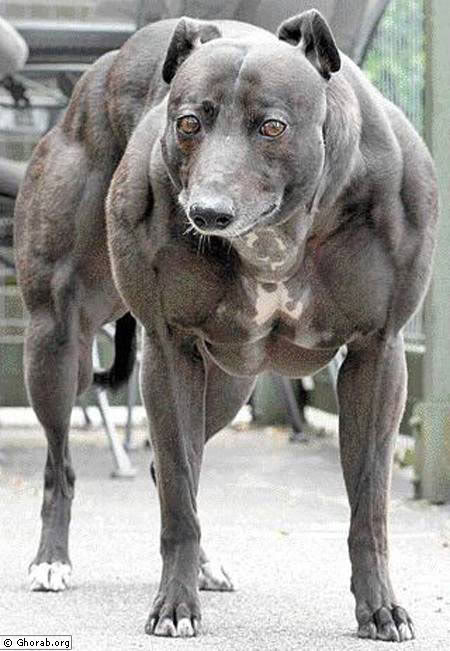 اكبر كلب فى العالم Strongest_Dog