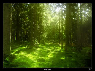 The Enchanted Forest [RP Zone, OPEN] MAGIC_FOREST_by_JTphoto