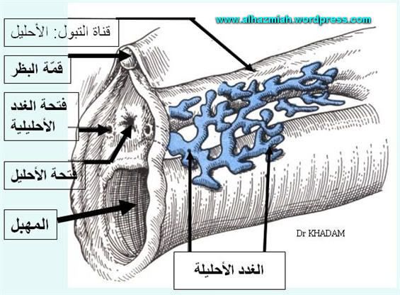 معلومات الجهاز التناسلى للفتاة بالصور