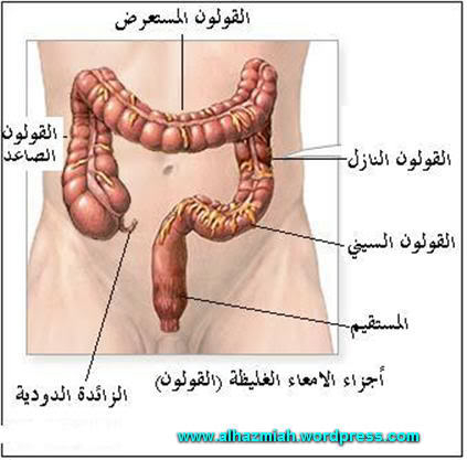 القولون Image003-6