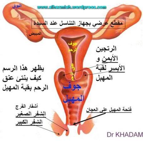 معلومات الجهاز التناسلى للفتاة بالصور