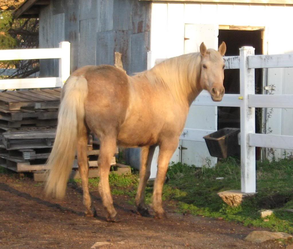 Brumby's Wild Horses Crop