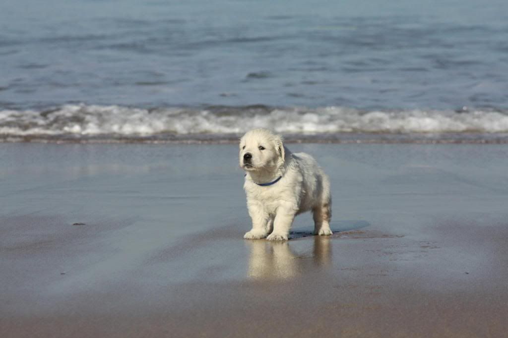 J'y croiyais plus - Lovely & Buddy - Page 17 Cassis_zps45a275d3