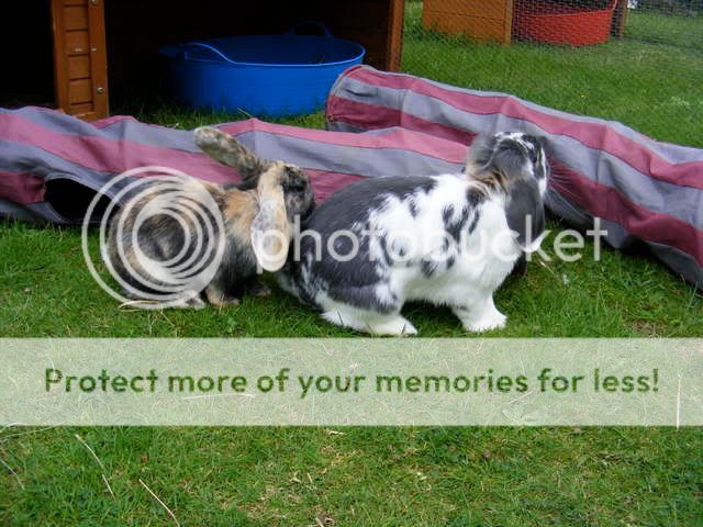 Barley's new husbun DSCF0798