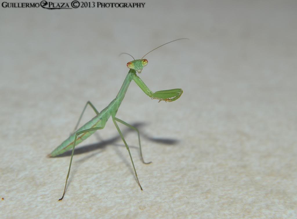 Mantis Tenedora Sinensis - Página 2 DSC_1317retoque_zpsfa215caa