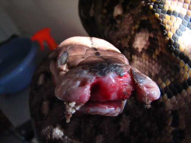 soins à un python Petitsouci