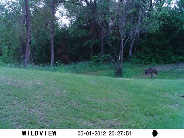 back yard coyote SUNP0022-1