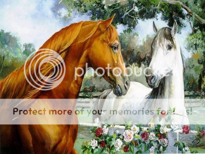 Jolies images autour du cheval Horses