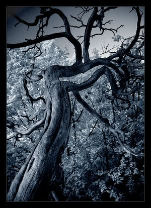   .... The_Dark_Tree_II_by_x_horizon