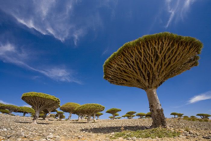 صور رووووعه لـ " جزيره سقطرة " Dracena