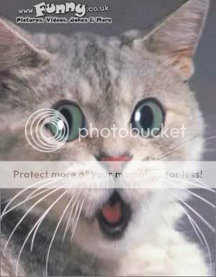 اوووول مشااااركه !!! Surprised_cat_gato_sorprendido_katz