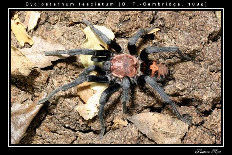 ficha cyclosternum fasiatum Macho-1