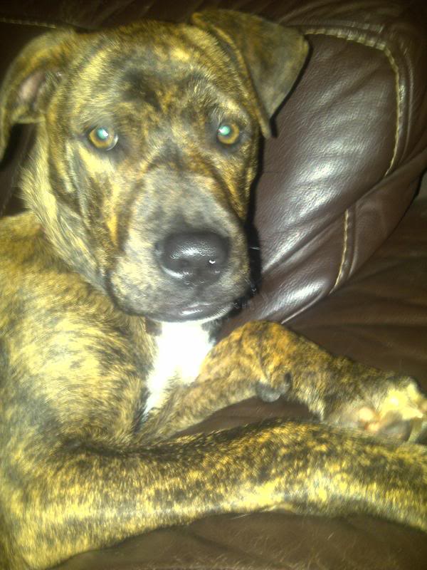 staffy cross boxer brindle