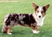 Kaya Cardigan-welsh-corgis-06