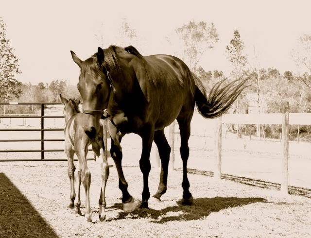 Filly by Tate o/o Old Mission xx DSC_1161_zps338fe971