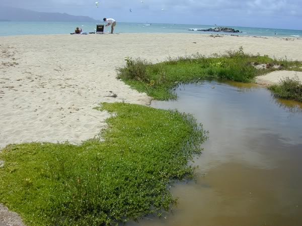 Bacopa Bacopamonnieri