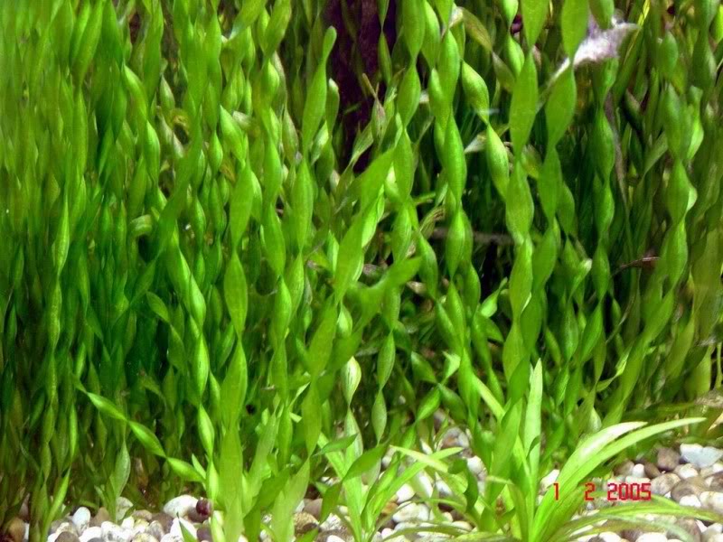 Vallisneria Vallisneria