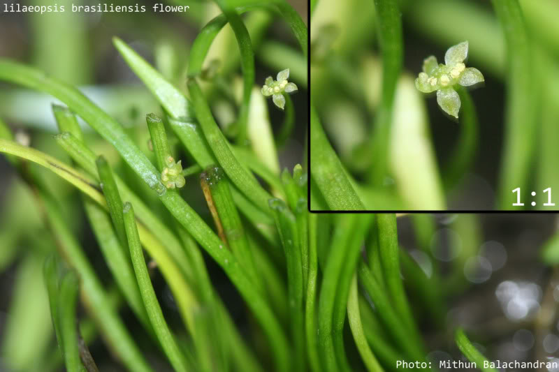 Micro Sword Lilaeopsis_brasiliensis_flower