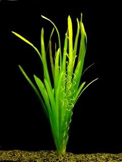 Vallisneria Valisneria-americana