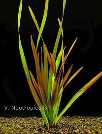 Vallisneria Vallisneria-neotropicalis
