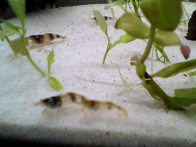 Caridina cf. breviata Picture00147