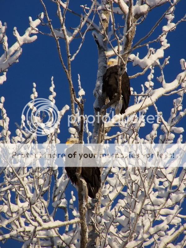 Eagles in Alaska Eagle01