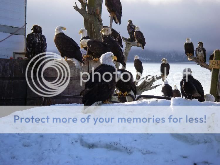 Eagles in Alaska Eagle02