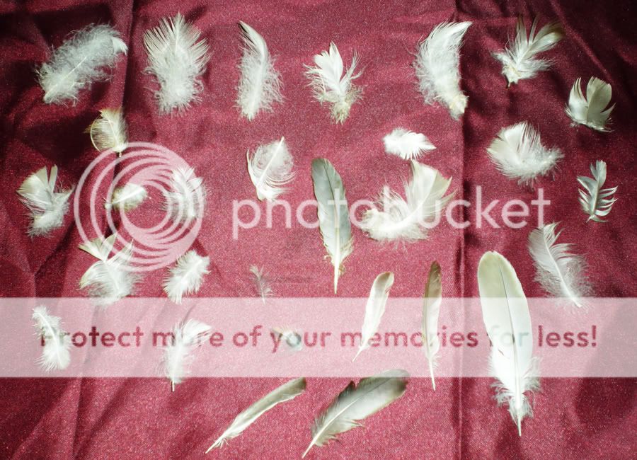 Feathers, Feathers, Everywhere Feathers