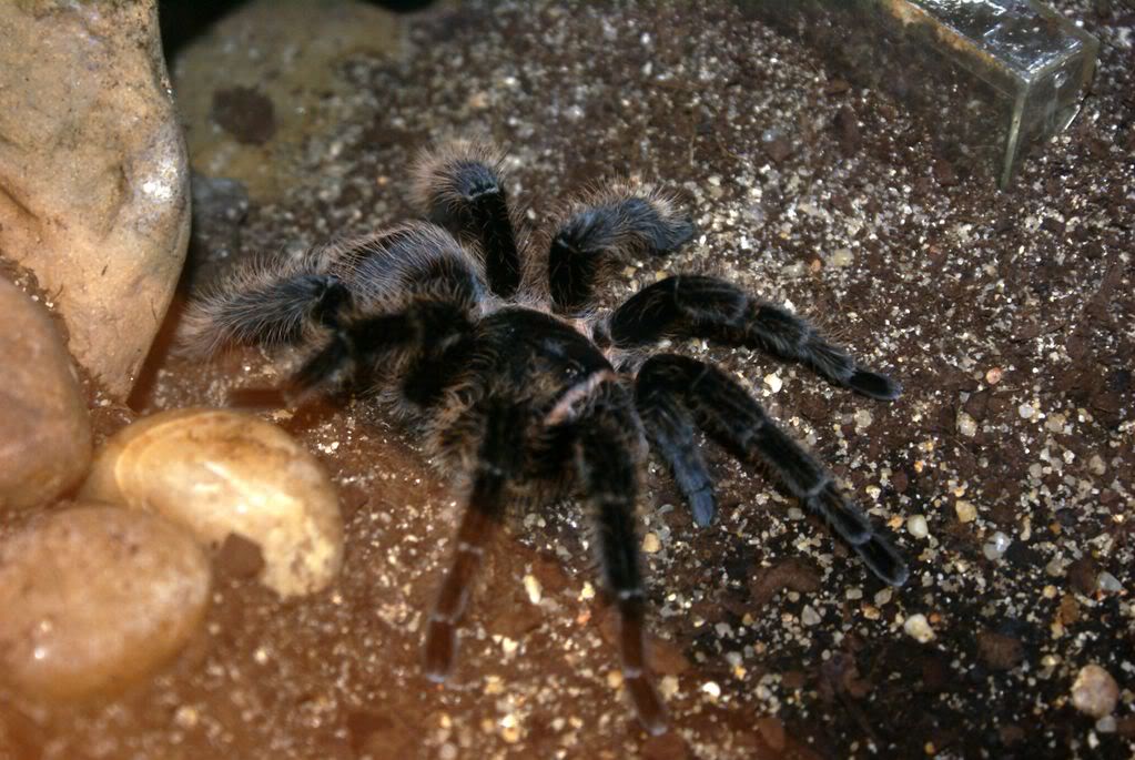 Genero Brachypelma DSC00837