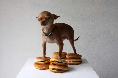 Cute Pictures Dog_with_burgers