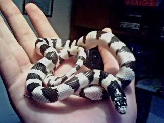 Lampropeltis G. Californiae Desert Pic_0710_022