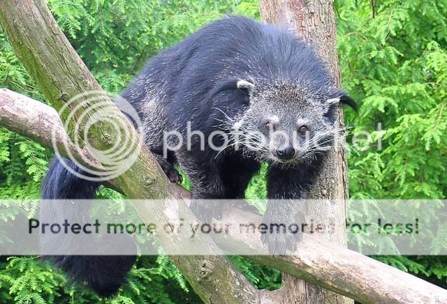 Drôles de bestioles !!! Binturong3