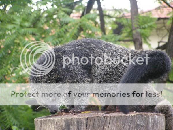 Drôles de bestioles !!! Binturong6