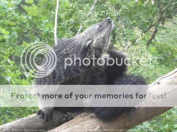 Drôles de bestioles !!! Binturong5