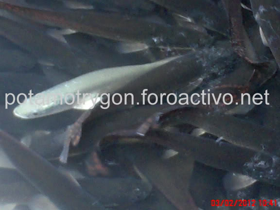 Arapaima Leucistico Alvino6-1