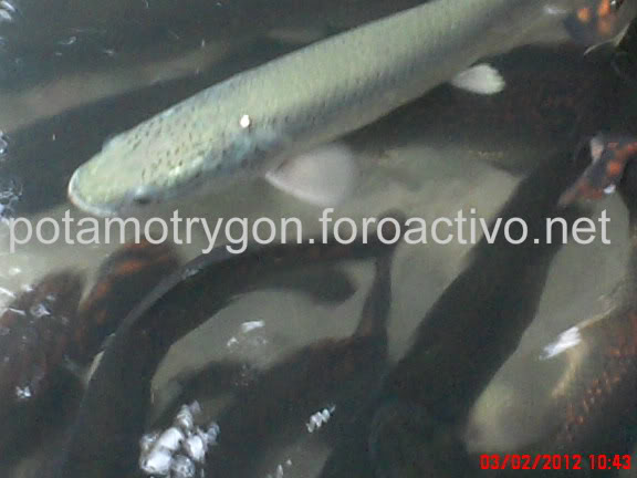 Arapaima Leucistico Alvinopaichejuve-1