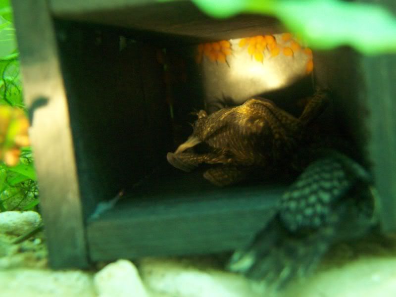 How Many Bristlenose Do You Own !commons Or, other ones leave reply here with pics if like 100_0577