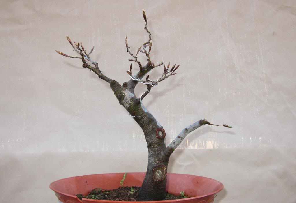 fagus sylvatica Mo13_zps723b8e88