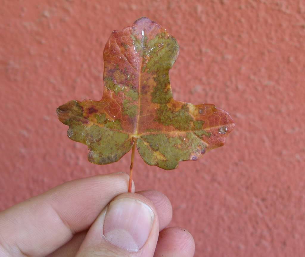 Evolucion de "Palodory",  Arce de montpelier Oto5