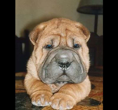 Pasmine pasa - Page 6 Shar_pei