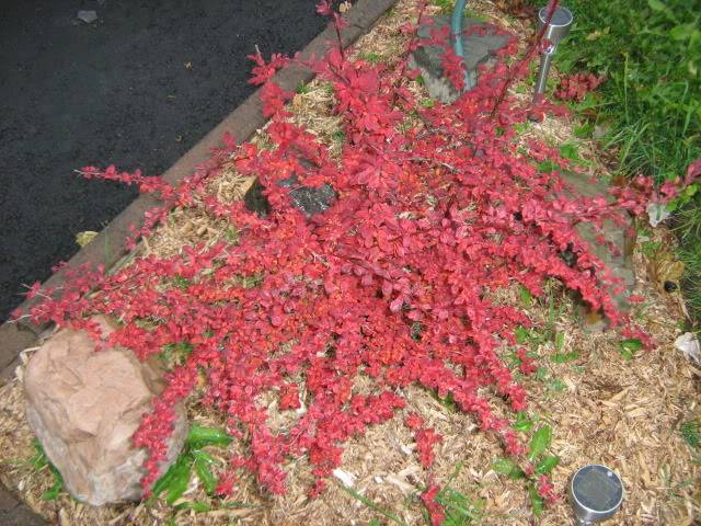 berberis rosy glow 02nov2009001