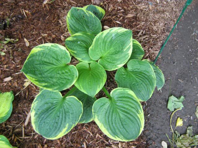 Hosta 08juin2009020