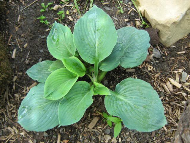 Hosta 08juin2009031