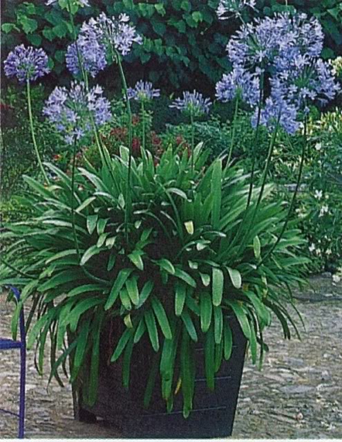 agapanthe Agapanthus