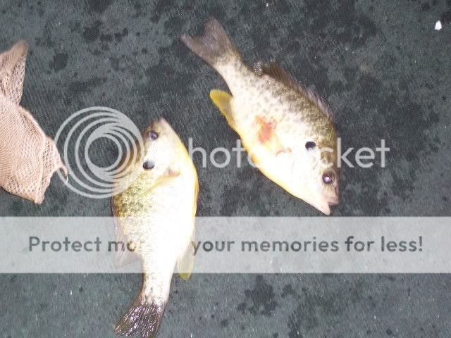 My Favorite Cat Fish Bait. LakeWylieBreamFishing7-7-2007013