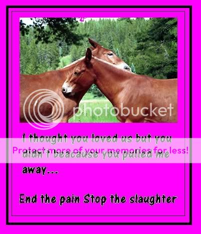 anti horse slaughter banners. Lastkiss