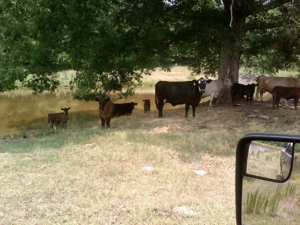 moving out of suburbia .... Cows